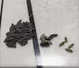 珍田阁黑美人甲南瓜子茶盐长粒茶香椒盐五香黑瓜子特大炒货网红小袋零食 美人甲南瓜籽茶盐味500g*1罐 实拍图