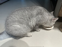 弗列加特 98%高含肉量 猫罐头 FPMR生骨肉猫湿粮 鲜鸡肉幼猫主食罐头95g 实拍图