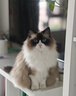 LEGENDSANDY蓝氏全价猫粮成猫幼猫生骨肉冻干粮 猎鸟乳鸽500g 实拍图