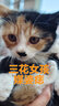 美滋元猫条猫零食 流质猫条湿粮成幼猫全猫咪通用 金枪鱼 猫条12g*15支 实拍图