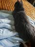 冠能猫粮成猫猫粮三文鱼味7kg 全价猫粮 稳固免疫 适口性强 实拍图
