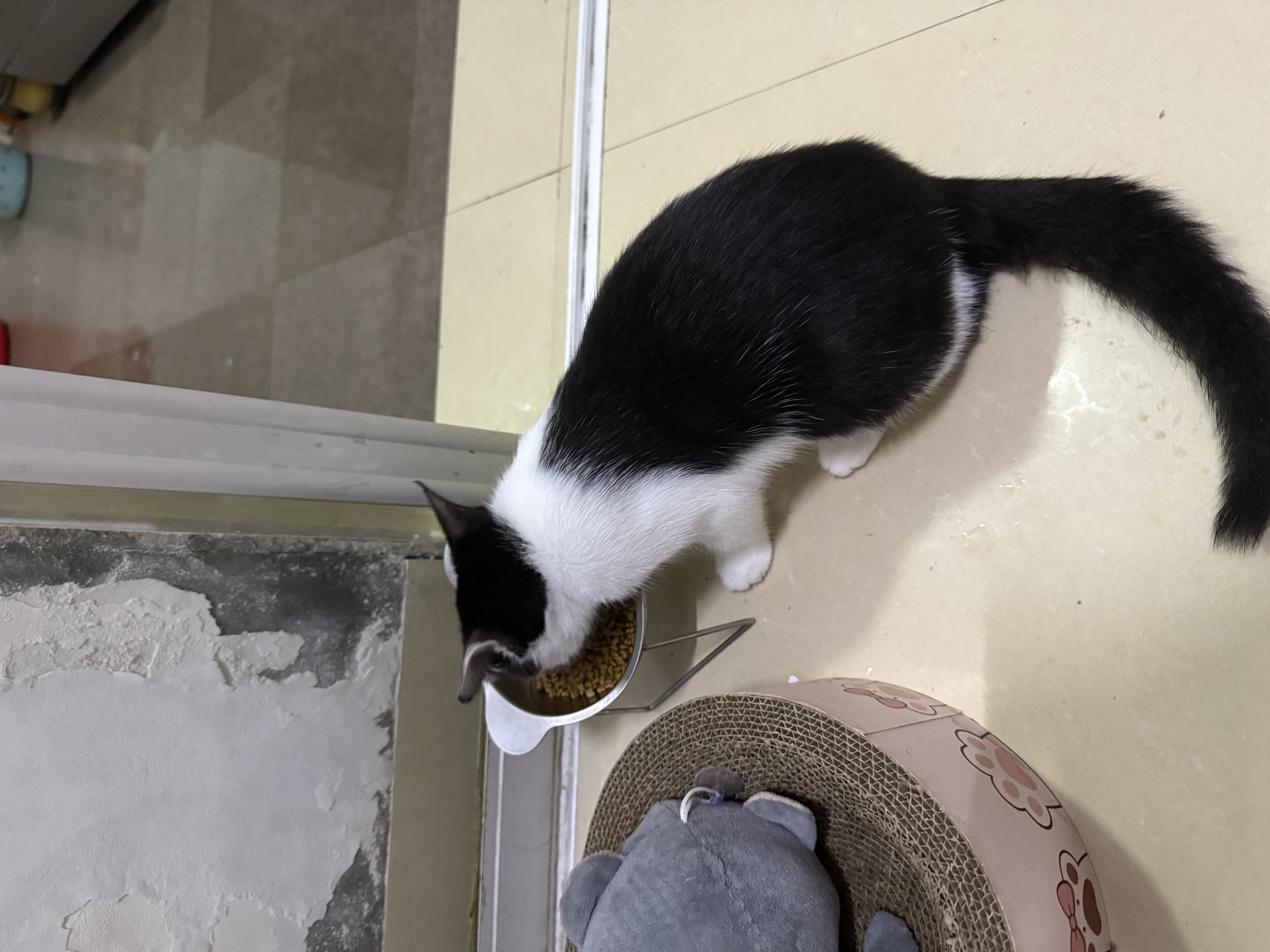 诚实一口K01全价幼猫粮孕猫乳铁蛋白新西兰绵羊奶配方1.5kg 实拍图