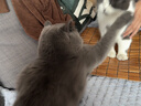 野兽派家居（tbh）懒蓝猫长条抱枕靠垫卧室夹腿办公室抱枕沙发可爱腰枕车载抱枕 实拍图