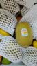 佳沛（zespri）新西兰 阳光金奇异果12粒特大果单果124-146g 猕猴桃水果礼盒 实拍图