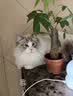 皇家布偶成猫粮 RA32 50g【活动专用请勿单独下单】 实拍图