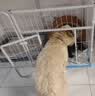 力狼狗粮 全价成犬粮 博美泰迪金毛阿拉斯加边牧大中小犬型粮 【基础营养2.0】成犬专用20kg 实拍图