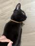 皇家猫粮 幼猫猫粮 幼猫奶糕 K36 通用粮 4-12月 2KG 实拍图