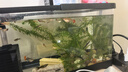 阔庭（KUOTING）鱼缸桌面透明生态鱼缸客厅水族箱黑色 实拍图