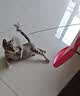欢宠网猫玩具猫咪逗猫棒羽毛铃铛互动自嗨解闷耐咬神器猫猫小猫幼猫宠物 实拍图