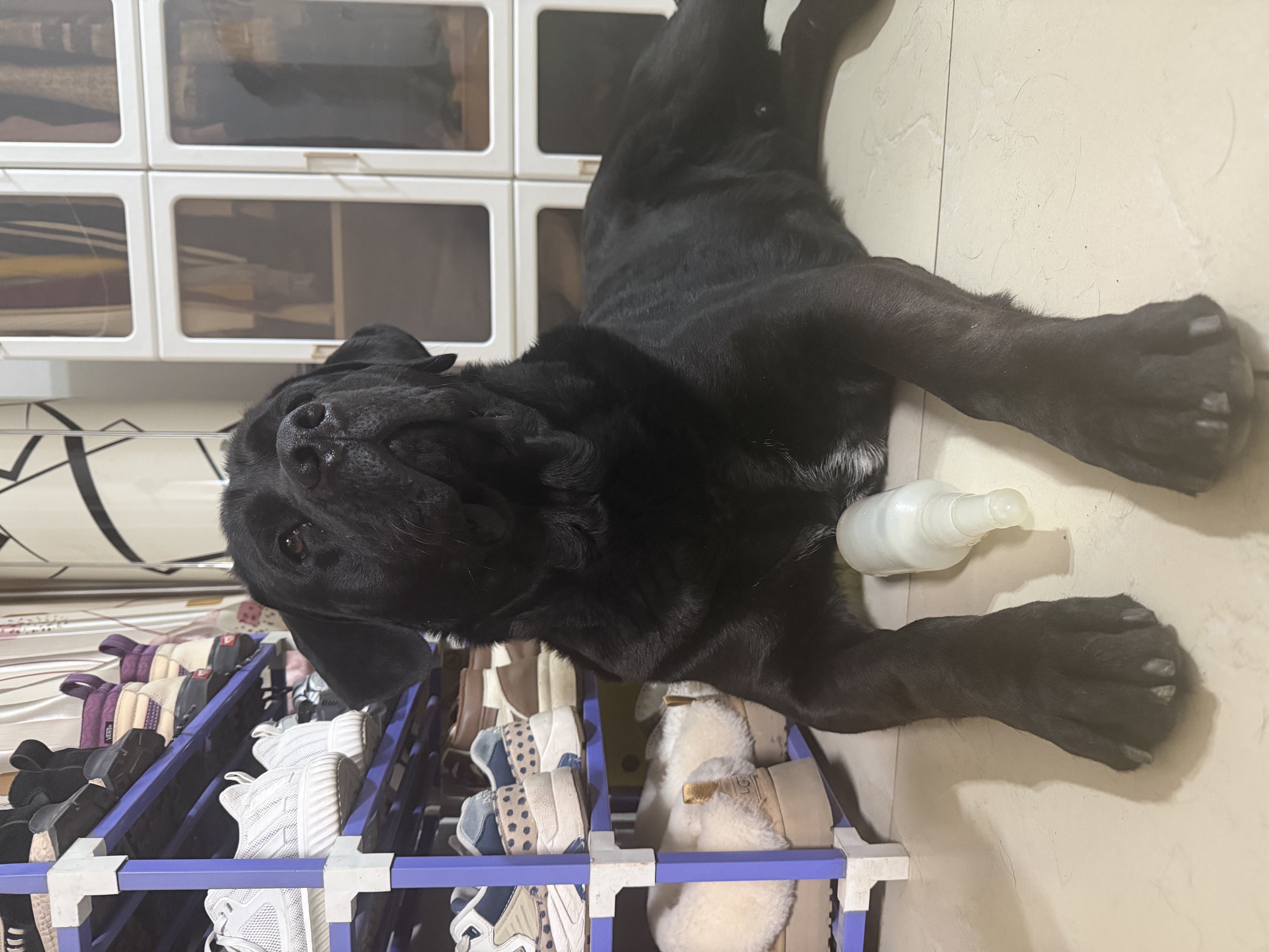 伯纳天纯狗粮中大型犬全价成年犬粮17kg羊肉蔓越莓味囤货装 实拍图