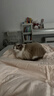 pidan猫砂 豆腐猫砂2.4kg*4包强力吸臭纯猫砂 可冲厕所非膨润土砂 实拍图
