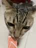 领先猫主食罐头猫咪零食湿粮全价猫粮年货红色礼盒装混合口味85g*30罐 实拍图