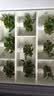 京东绿植绿萝盆栽除甲醛花卉绿植办公室120款枫叶自吸水盆10盆装源头直 实拍图