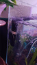 尼特利水族时光除油膜器鱼缸水面迷你油膜过滤器油污收集处理器 除油膜器【新款黑】 实拍图