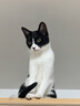 pidan猫砂 豆腐猫砂2.4kg*6包强力吸臭纯猫砂 可冲厕所非膨润土砂 实拍图