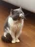 清风【李昀锐同款】EDI纯水湿巾 60片*5包 不含酒精 婴幼儿手口湿纸巾 实拍图