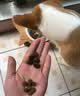 比利玛格（BILLY+MARGOT）澳洲进口牛肉配方优质蛋白无谷通用型成犬粮澳洲进口9kg-26.11 实拍图