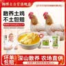 杨博士皖南散养老母鸡 单只净重1.6斤及以上*2只 整鸡保留鸡胗源头直发 实拍图