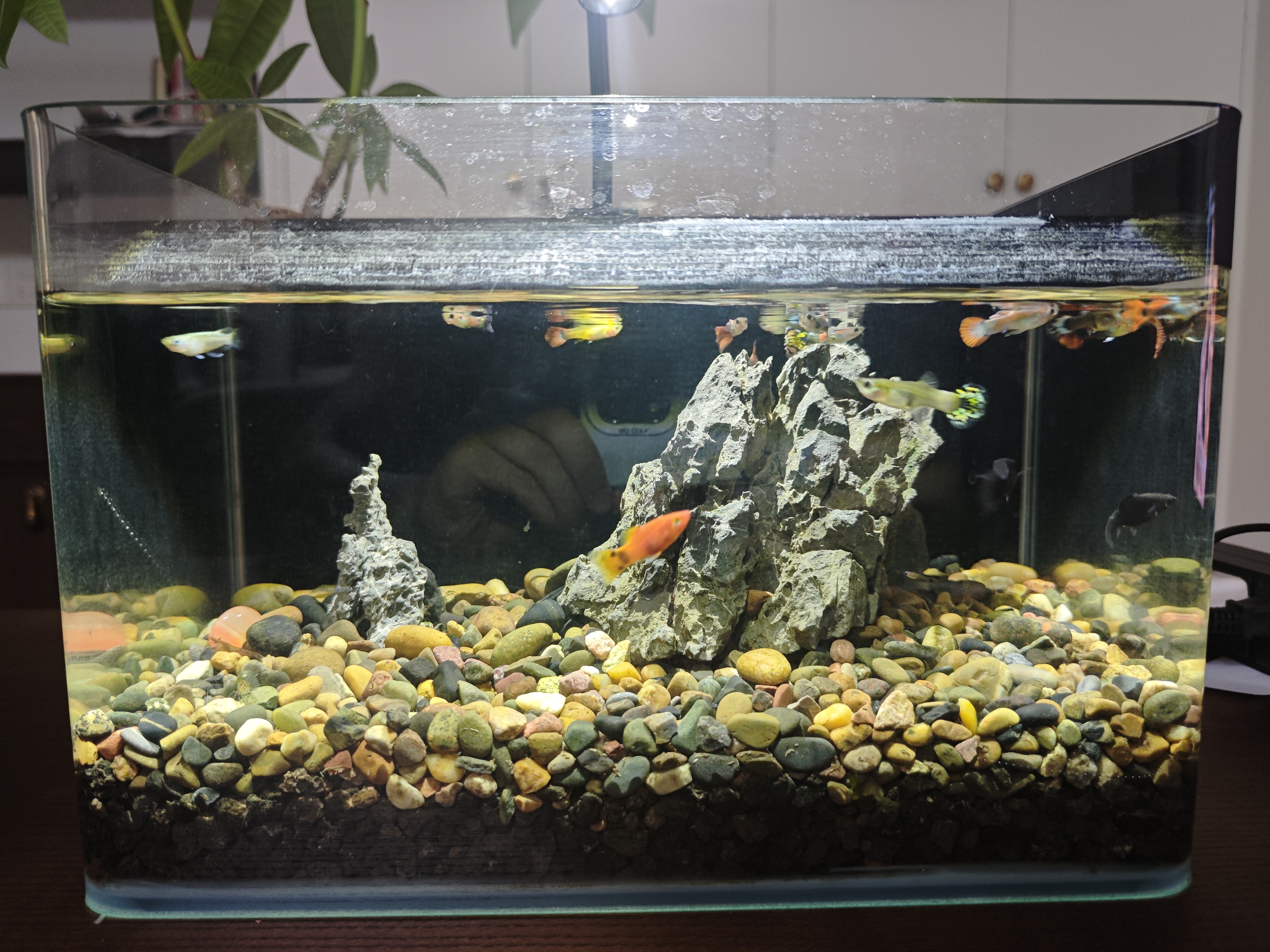 YEE鱼缸迷你射灯南美缸造景小型缸夹灯溪流缸鱼缸灯led灯防水3w三色 实拍图