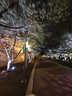 舒肤佳健康净护沐浴露 650g*3(纯白清香+柠檬香+樱花香) 新旧包装随机 实拍图
