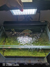尼奥光（NEO-HELIOS）鱼缸灯水草灯LED灯S3pro+RGB植物光谱 【二代】13W新款尼奥S3pro+【高亮自然】 实拍图