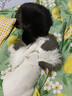 皇家猫粮 成猫猫粮 营养均衡 F32 通用粮 1-7岁 15KG 实拍图