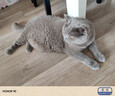 皇家猫粮 英短成猫粮 BS34 通用粮 12月以上 10KG 实拍图