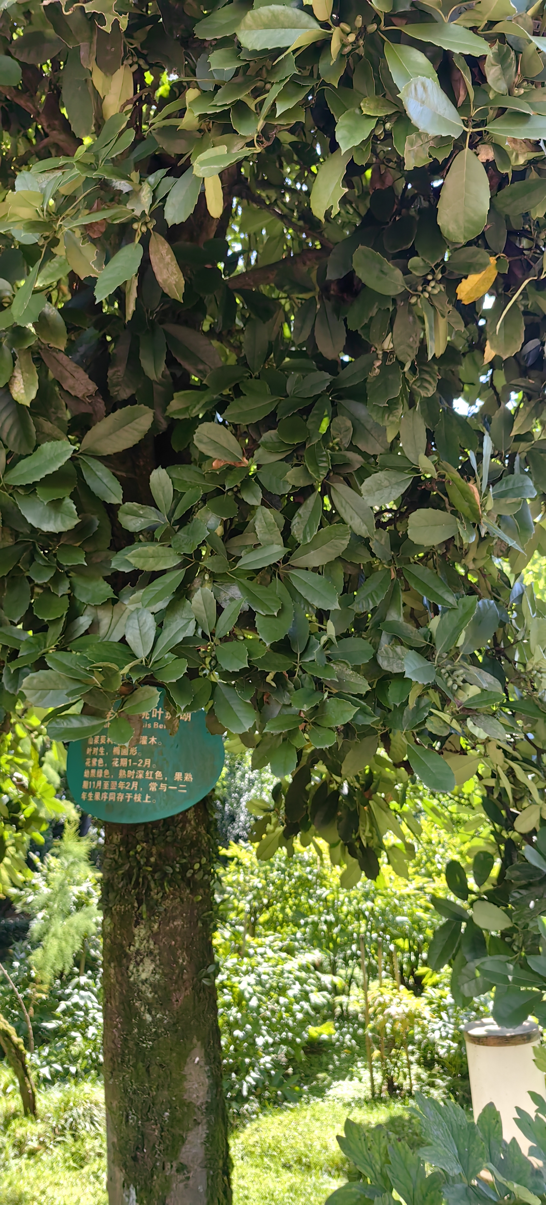 青花瓷系列陶瓷餐具中式经典款式家用陶瓷餐具米饭碗菜盘汤碗鱼盘 青花瓷8英寸汤碗1只 实拍图