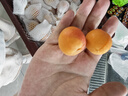 京鲜生 新疆吊干杏 净重3斤 单果12g+ 新鲜应季水果 8分甜2分酸 实拍图