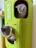 皇家猫粮 英短成猫粮 BS34 通用粮 12月以上 2KG 实拍图