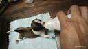 拜达尔狗狗羊奶粉初生幼犬成犬老年犬康复奶狗全阶段营养补充狗狗专用 实拍图