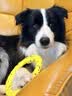 Orijen渴望狗粮 成犬幼犬无谷鸡天然鸡肉进口全价通用犬粮2kg 效期26/11 实拍图