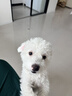 益和（MATCHWELL）宠物狗狗零食奖励磨牙小中大型成幼训犬 烘焙鸭胸肉干400g 实拍图
