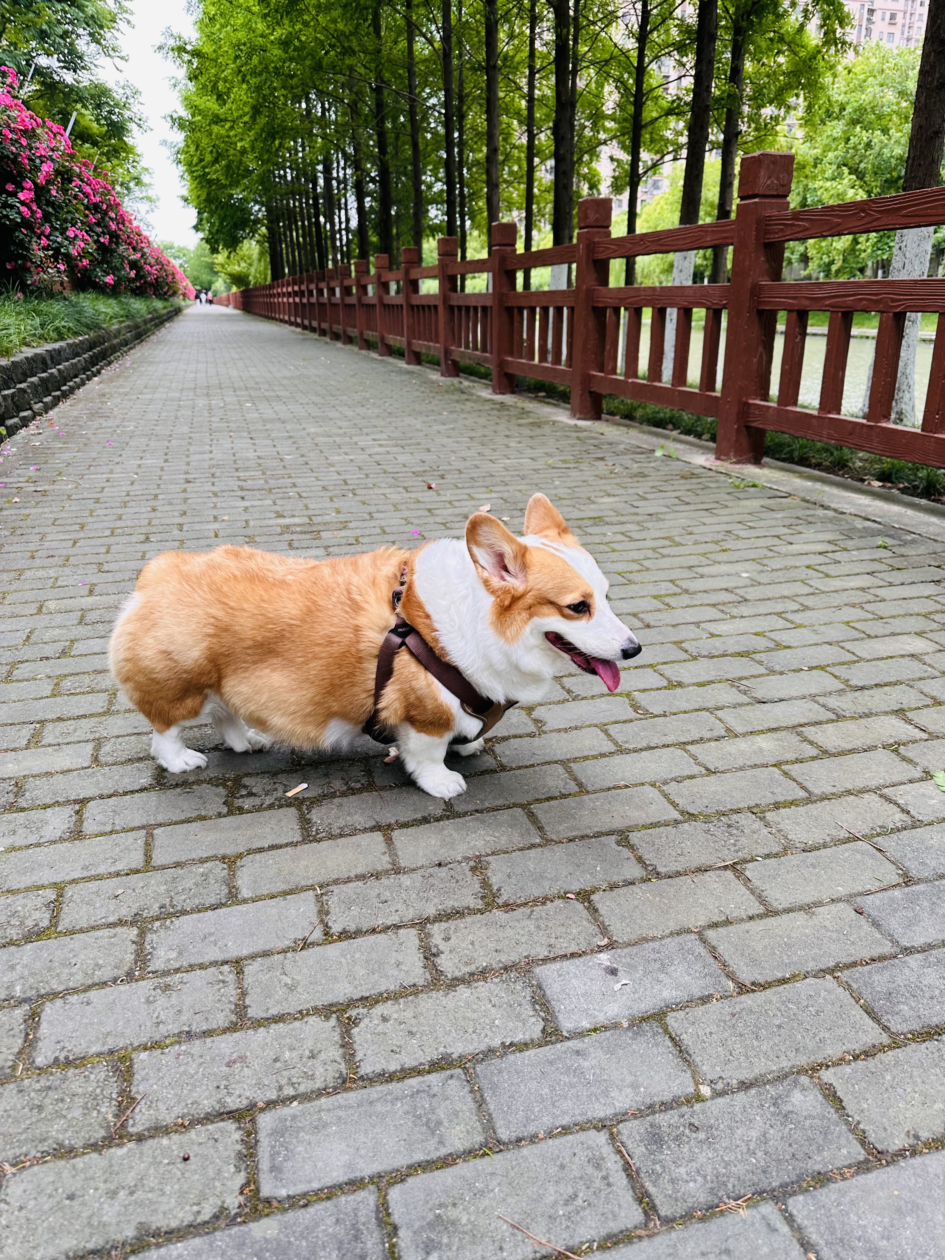 福来恩（FRONTLINE）狗狗进口驱虫药中型犬去跳蚤蜱虫滴剂原研药1.34ml单粒体验装 实拍图