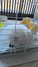 雪貂留香狗狗沐浴露宠物猫咪香波泰迪比熊清洁驱虫除虫止痒浴液 抑菌驱螨 实拍图