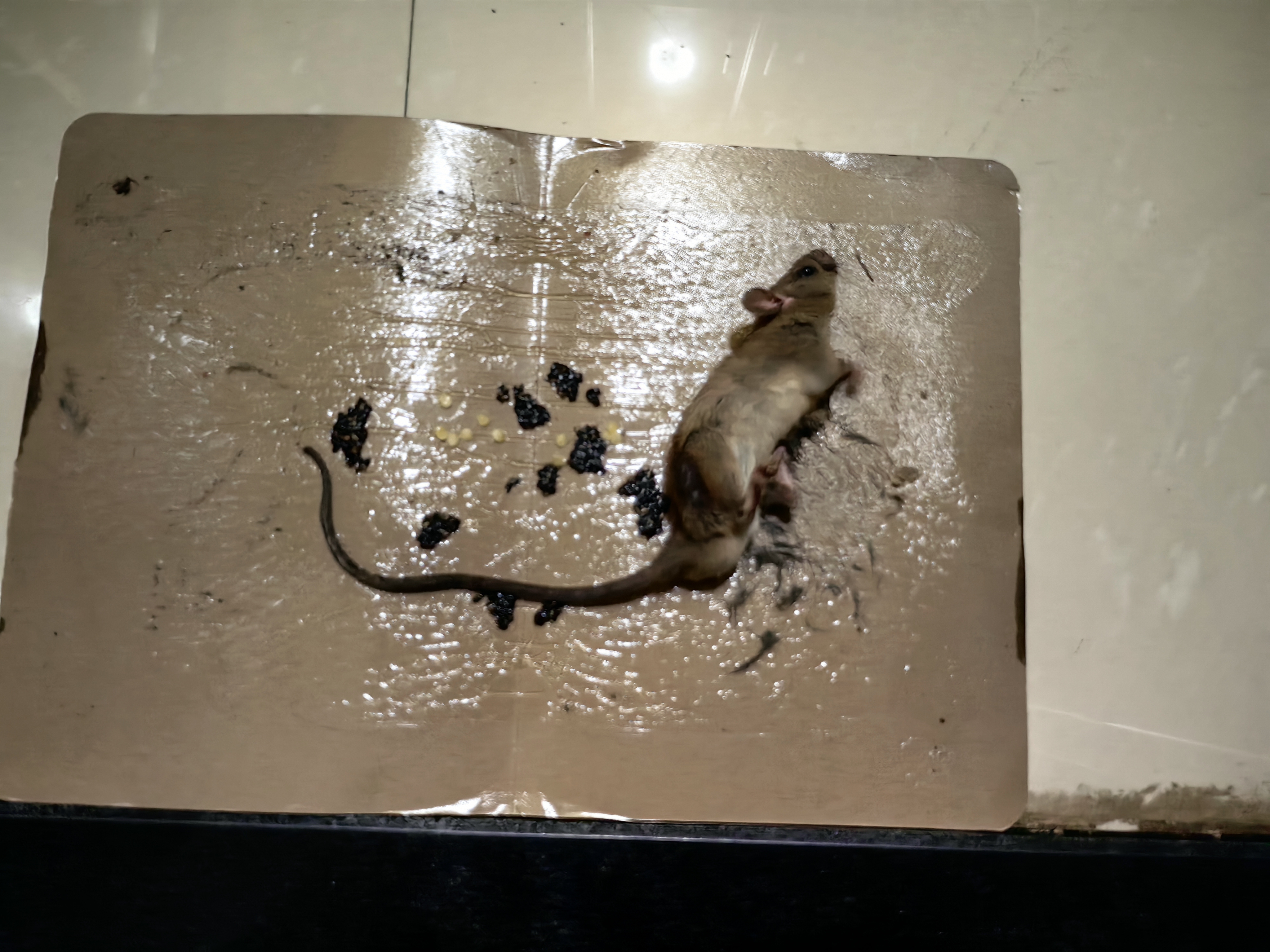地依猫老鼠夹6只装大号强力灭鼠家用商用室内捕鼠夹一窝端逮捉捕鼠神器 实拍图