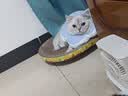 疯狂的主人猫砂盆垫超大号防带出双层EVA控砂垫防滑滤砂垫耐磨耐抓猫咪用品 实拍图