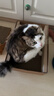 pidan猫抓板 纸盒款 瓦楞纸猫窝耐磨猫玩具 实拍图