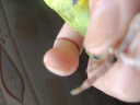万宠汇 鸟活体虎皮鹦鹉笼养牡丹玄风活鸟学说话手养小太阳鹦鹉宠物鹦鹉 绿色虎皮鹦鹉1只（公母可备注） 实拍图