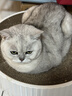 MAG【宠物金选】猫咪布拉迪益生菌猫宠物幼猫成猫调理肠胃2g*20袋 实拍图