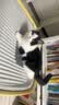 卷尾巴（CURLY TAIL）猫砂盆全封闭式特大号猫厕所除臭防外溅顶入式超大猫沙盆猫咪用品 PMAX奶油黄巨无霸【抗菌升级】 实拍图