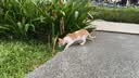 猫条猫零食补充营养味美妙鲜湿粮包猫罐头猫条100支整箱猫咪零食 猫条鸭肉鳕鱼口味【15g*10支】 实拍图
