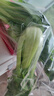 上海青约500g(油菜) 实拍图