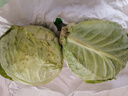 京鲜生山东新鲜绿甘蓝净重3斤 卷心菜 包菜 甘蓝新鲜蔬菜 源头直发 实拍图