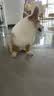 LEGENDSANDY蓝氏狗粮真鲜乳鸽中小型犬生骨肉冻干鲜肉犬粮6.18kg【囤货装】 实拍图