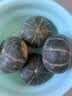 京鲜生 内蒙沙漠贝贝南瓜 净4.5斤(粉糯瓜) 中果300g+辅食 源头直发 实拍图