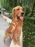 好主人 全价成犬粮狗粮泰迪金毛拉布拉多比熊法斗柯基全犬种10kg/20斤 实拍图