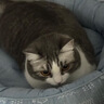 澳龙泌尿处方粮澳龙处方粮稀释尿液情绪舒缓成幼猫泌尿道处方猫粮50g 实拍图