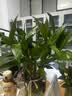 富贵竹水培植物室内招财绿植插瓶插花净化空气办公桌面转运竹 富贵竹65cm10支 实拍图