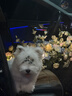 愛肯拿（ACANA）狗粮清火鸭肉梨成犬幼犬低敏去泪痕通用原装进口粮2kg效期27/9 实拍图